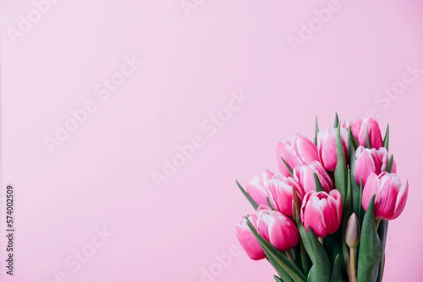Fototapeta Beautiful fresh tulip flowers in full bloom against pink background. Copy space for text. Spring blooms.