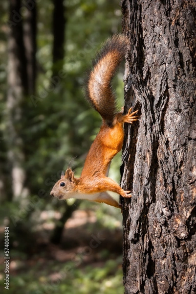 Obraz Red squirrel sits in the grass...