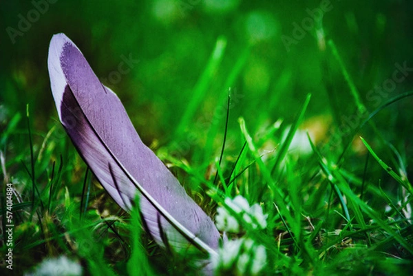 Fototapeta feather on grass