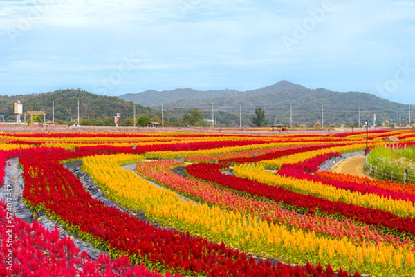 Fototapeta 고석정 꽃밭