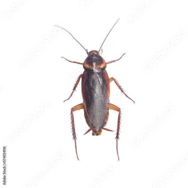 Fototapeta Cockroach