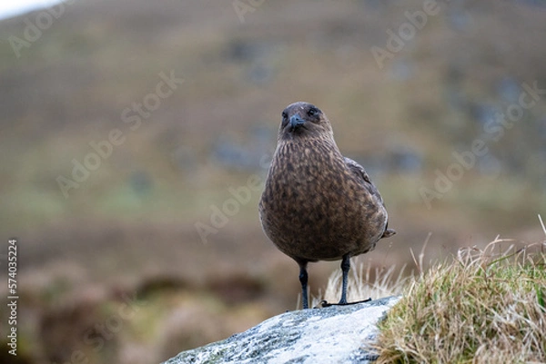 Obraz Great skua