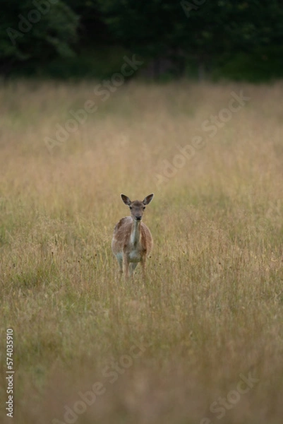 Obraz deer in the field