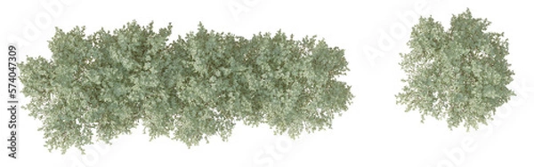 Fototapeta plan 2D view shrub composition Isolated on PNGs transparent background ,Use for visualization in graphic design