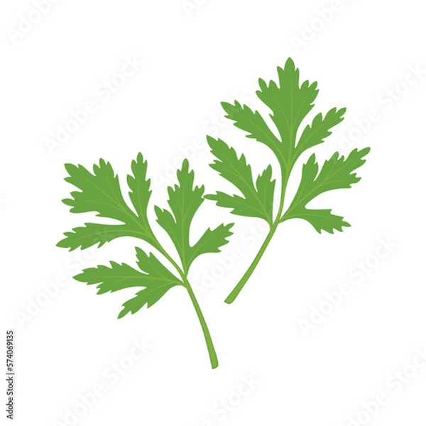 Fototapeta Cilantro Leaves vector flat graphic illustration, fully adjustable and scalable.  Isolated on a white background. For web, menu, logo, textile, icon. Vector illustration