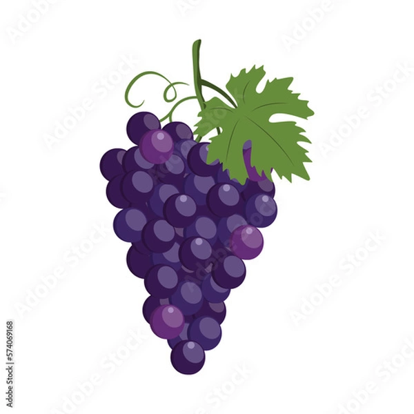 Fototapeta Concord grape. Violet silhouette of concord grapes with green leaf
