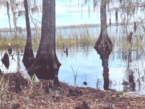 Obraz river in the forest