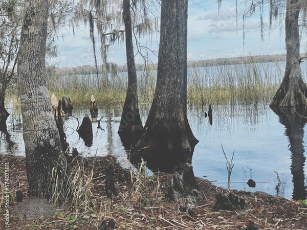 Obraz swans on the lake