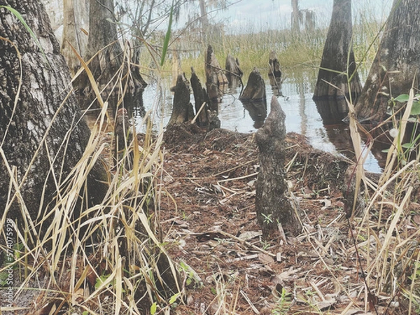 Fototapeta bird in the nest