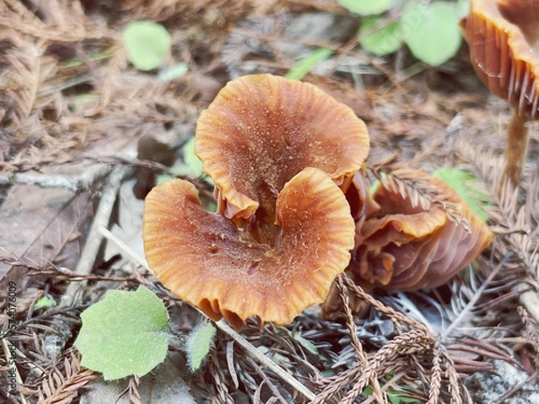 Obraz mushrooms in the forest