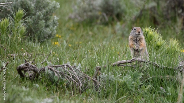 Obraz  Uinta ground squirrel  - Urocitellus armatus - Yellowstone