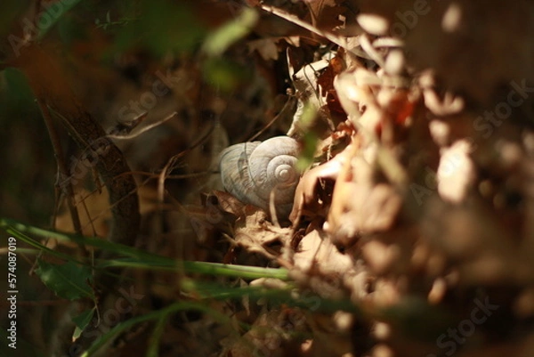Obraz snail on a leaf