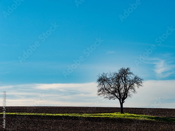 Obraz Einzelner Obstbaum im Feld