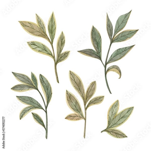 Fototapeta Green leaves clip art set. Isolated elements on a white background. Hand painted in watercolor botanical illustration.