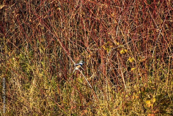 Fototapeta A kingfisher perched on a reddish colored branch