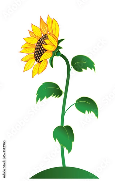 Obraz sunflower