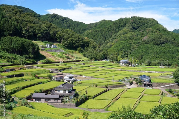 Obraz 初夏の水田風景【山梨県上野原市／富岡の棚田】