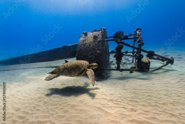 Obraz Sea Turtle Takes a Stroll