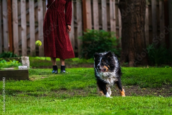 Obraz Australian Shepherd Sees His Mark