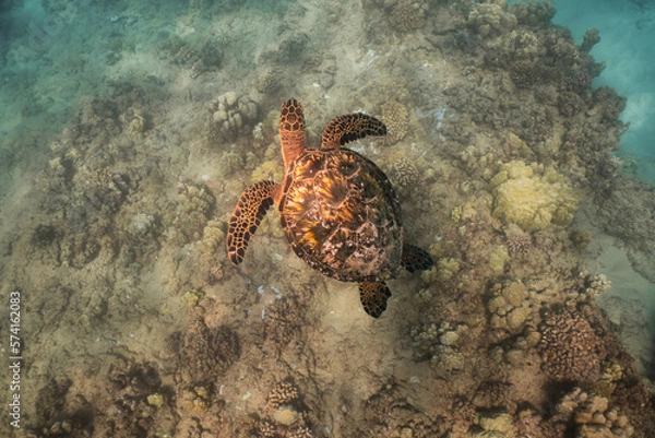 Obraz Sea Turtle in the Shallows