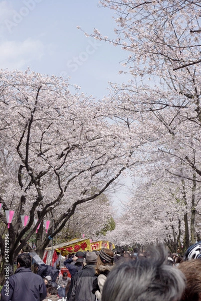 Obraz 桜まつりで賑わう公園