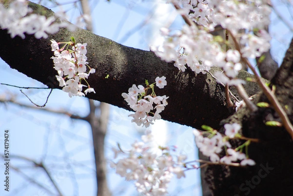 Obraz 春の桜の花