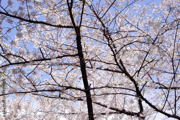 Obraz 晴天の桜