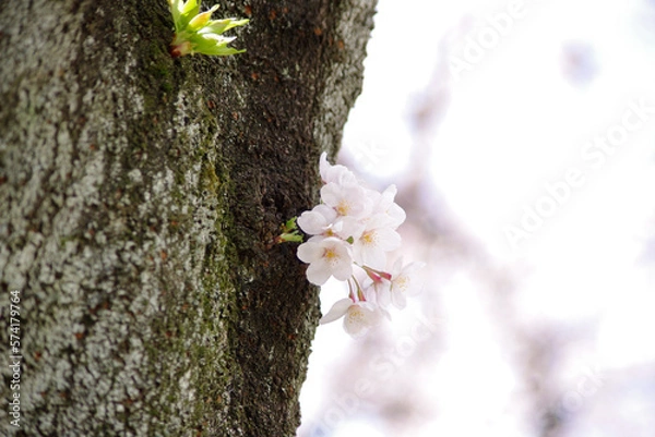 Obraz 春の桜の花