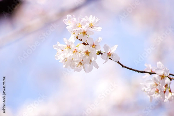 Obraz 春の桜の花