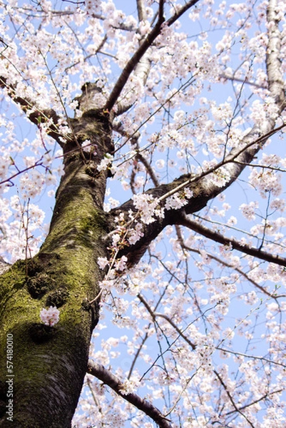 Obraz 春の桜の花