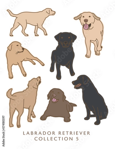Fototapeta Labrador Retriever Color Illustrations in Various Poses 5