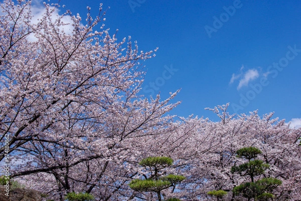 Obraz 晴天の桜