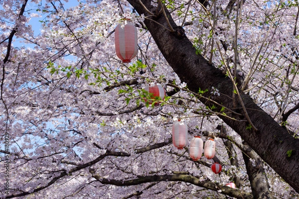 Obraz 桜祭の提灯