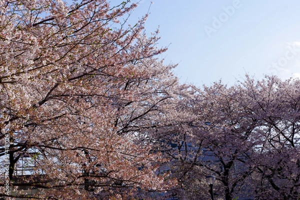 Obraz 晴天の桜