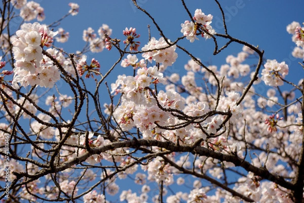 Obraz 晴天の桜
