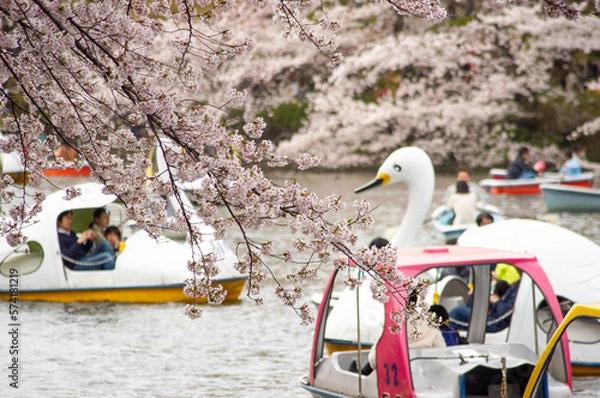 Obraz 池の桜と足漕ぎボート