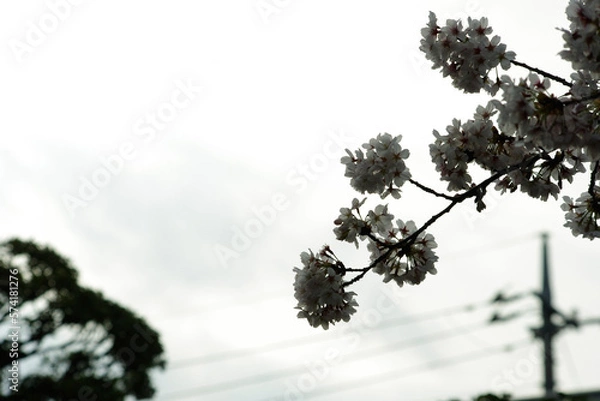 Obraz 春の桜の花