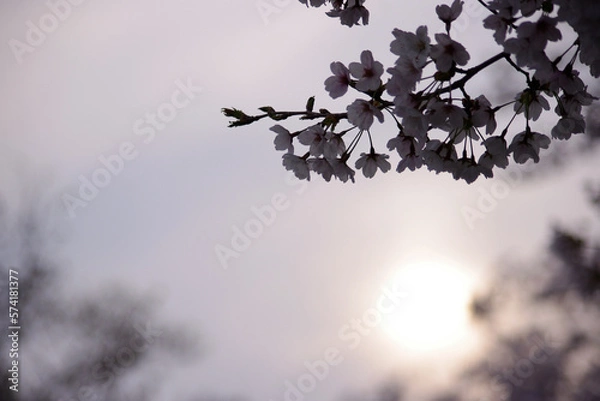 Obraz 夕方の桜の花