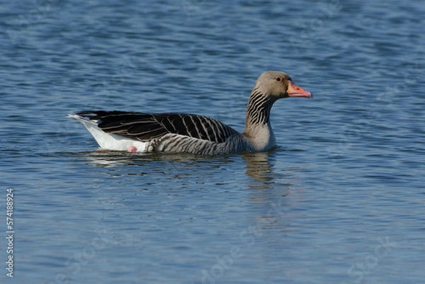 Obraz Greylag Goose (Anser anser) swimming