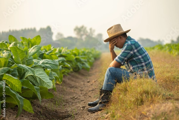 Fototapeta Fail, unsuccessful or very tired farmer concept. Asian farmer is working in the field of tobacco tree, sitting and feeling quite bad, sick and headache