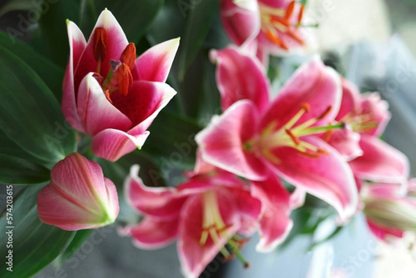 Fototapeta red lily on a blurred background