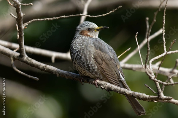 Fototapeta 穏やかな昼下がりを過ごすヒヨドリ