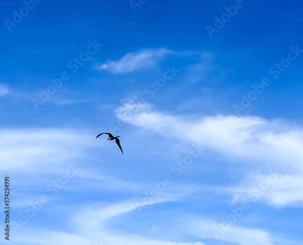 Obraz seagull flying