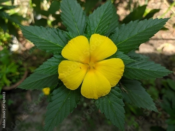 Obraz yellow flower in the garden with petals 