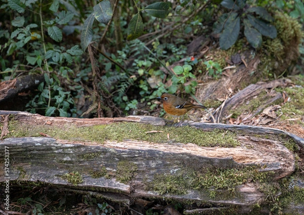 Fototapeta Colorful Bird of the Rainforest Perched on Tree Stump Seat