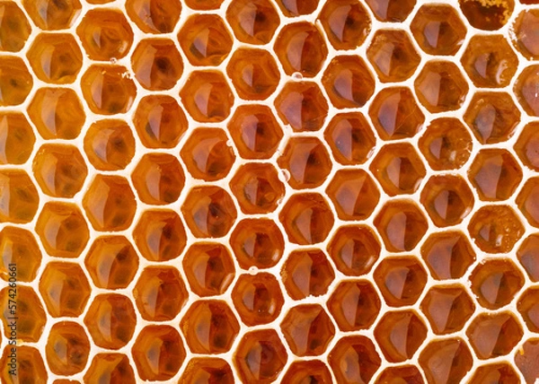 Fototapeta close-up of honeycombs with honey