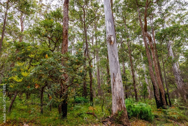 Fototapeta Forrest with giant trees in the Walpole area in the Southwest of Western Australia