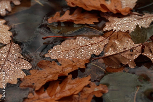 Obraz Fallen leaves covered with raindrops