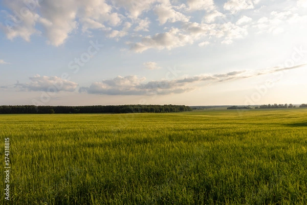 Obraz An agricultural field where ripening cereals grow