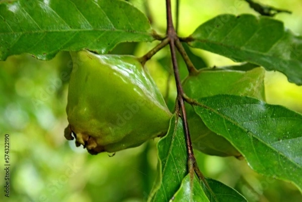 Obraz Cambuci fruit (Campomanesia phaea), native of Atlantic Forest of Brazil, is used to make juices and mixed with alcoholic beverages.